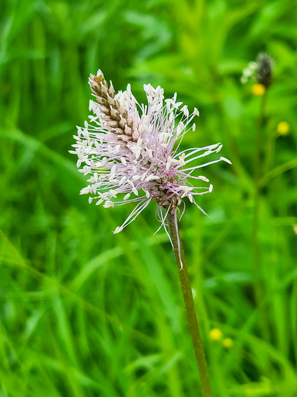 flora & fauna in Silz, Tirol